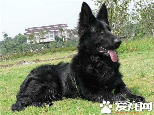 比利时寻血猎犬价格 价格一般在1000到3000左右