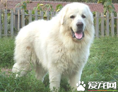 大白熊犬聪明吗 大白熊犬应该如何训练