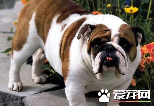 纯种英国斗牛犬多少钱 价格1800至3000元左右