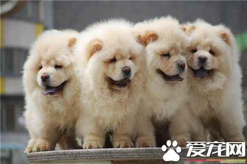 纯种苏俄猎狼犬的价位 价格在500到3500元