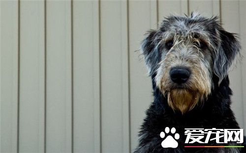 纯种寻血猎犬价格 参考价格在3000到10000元