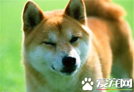 柴犬多少钱一只幼崽 家庭饲养的700元就可以