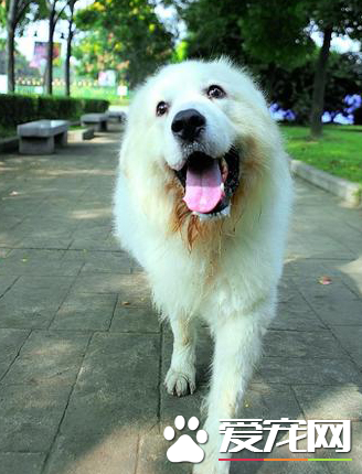 大白熊犬幼犬的价格 家养犬一般800至3000