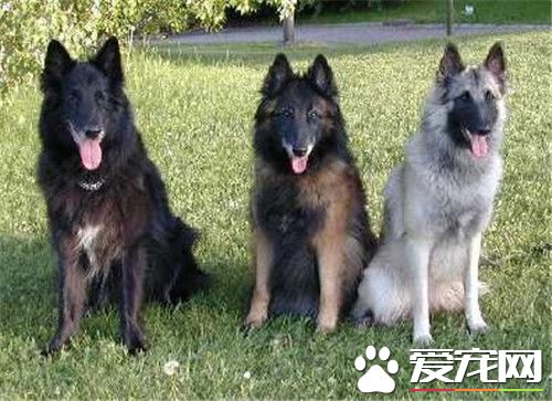 比利时坦比连犬多少钱 一般在3000到6000元之间