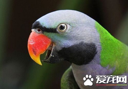 大绯胸鹦鹉多少钱 价格范围在2400到3100不等