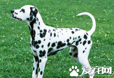 大麦町犬比金毛好养吗 大麦町犬为何养的人少