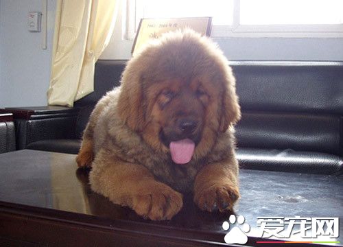 纯种小藏獒价格 影响藏獒价格的因素