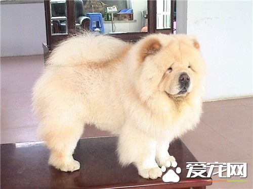 纯种松狮犬多少钱 价格多在5000到8000元左右