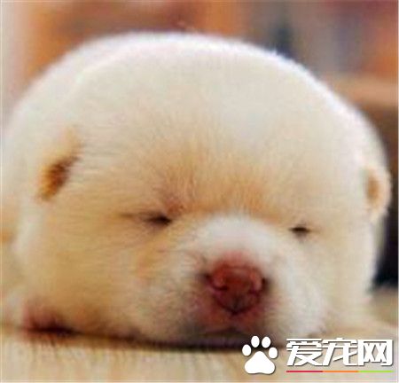 柴犬在日本的价格 价格因血统等因素相差极大