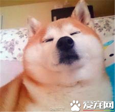 柴犬价格优缺点 关于柴犬的性格介绍