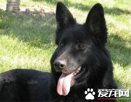 比利时坦比连犬多少钱 一般在3000到6000元之间