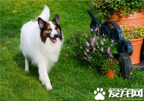 纯种苏格兰牧羊犬多少钱 价格在2000到10000元之间