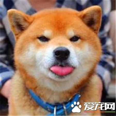 柴犬多少钱一只幼崽 家庭饲养的700元就可以