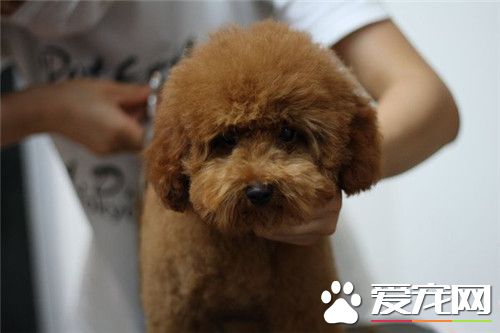 茶杯泰迪犬会看门吗 茶杯泰迪犬是不会看门的