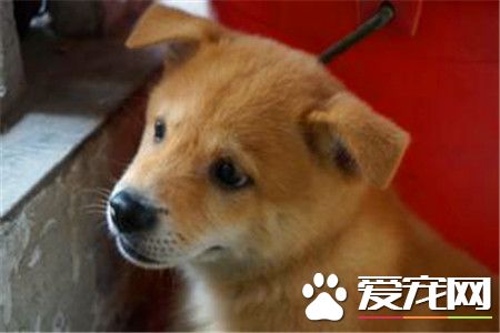 柴犬在日本的价格 价格因血统等因素相差极大