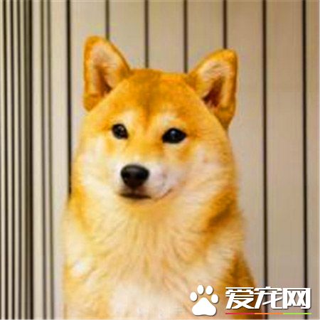 柴犬哪里买 一般宠物店里面都是可以买的