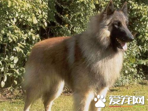 比利时牧羊犬怎么养 每天应含肉类250到300克