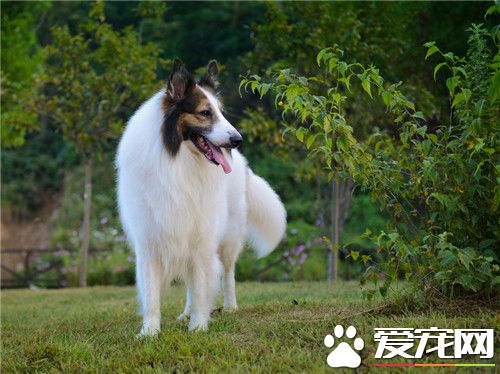 纯种苏格兰牧羊犬多少钱 价格在2000到10000元之间