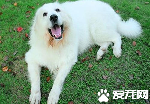 大白熊犬聪明吗 大白熊犬应该如何训练
