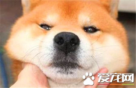 柴犬幼犬价格 家庭饲养的700元也可以买到