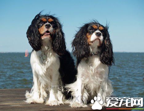 查理士王小猎犬遗传病 脊髓空洞症和心脏病