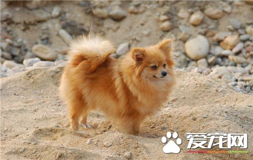 博美犬的毛剪头 博美犬的毛剪头方法