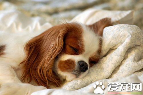 查理士王小猎犬哪里买 可以到城市的宠物店选购