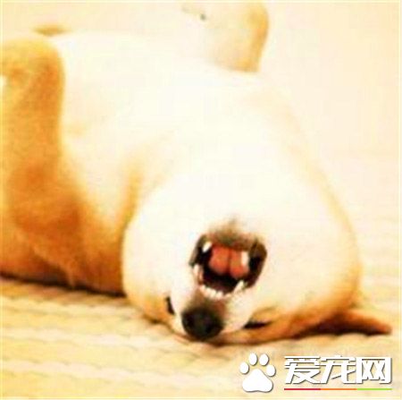 柴犬幼犬价格 家庭饲养的700元也可以买到