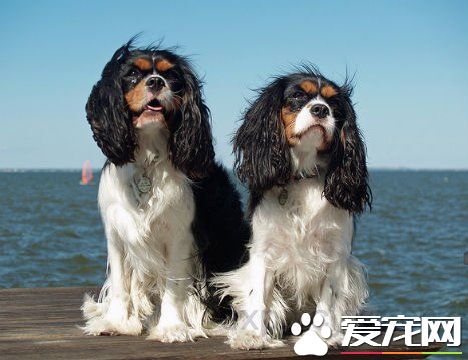 查理士王小猎犬掉毛嘛 查理士王小猎犬掉毛原因