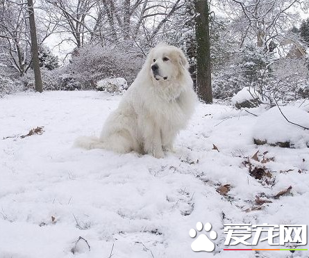 大白熊犬粘人吗 大白熊犬过分粘人怎么办