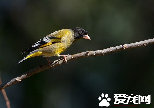 金翅雀价格 品种不同地域不同价格差异很大