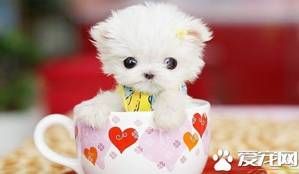 茶杯贵宾犬价格 最起码的价格就要3500