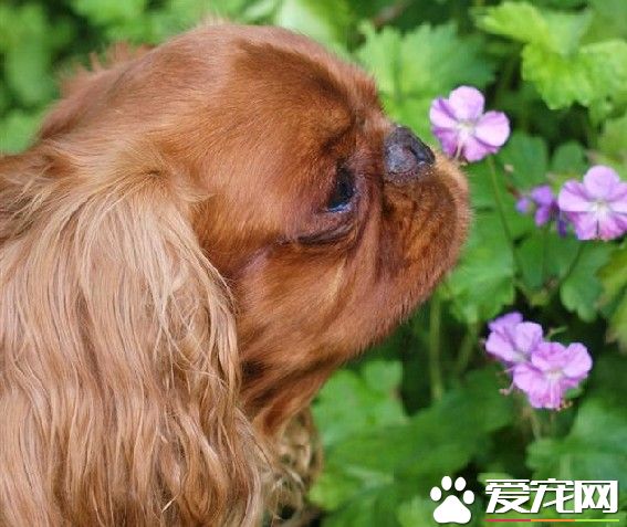 查理士王小猎犬年龄 寿命在9到12岁左右