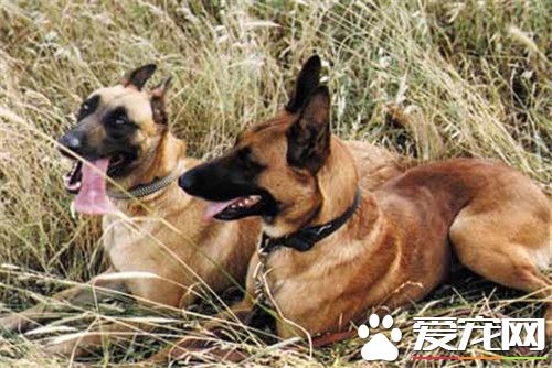 比利时牧羊犬怎么训练 事先给狗准备厕所