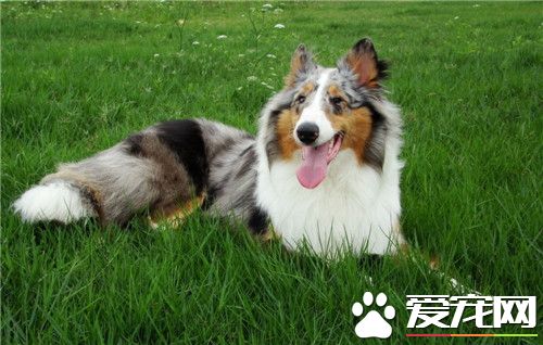 纯种苏格兰牧羊犬多少钱 价格在2000到10000元之间