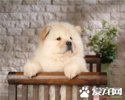 纯种松狮犬多少钱 价格多在5000到8000元左右