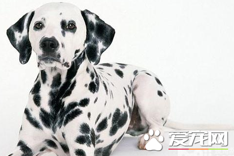 大麦町犬的价格 价格大概在800到3000元不等