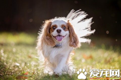 查理士王小猎犬年龄 寿命在9到12岁左右