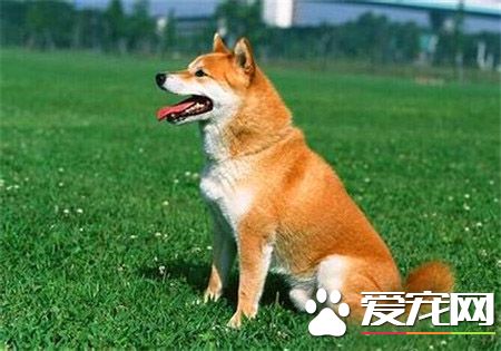 柴犬和秋田犬的价格 柴犬和秋田犬价格有何不同