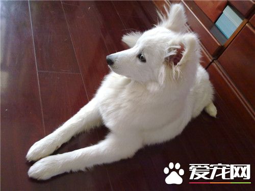 纯种银狐犬的价格 纯正血统银狐犬2000往上