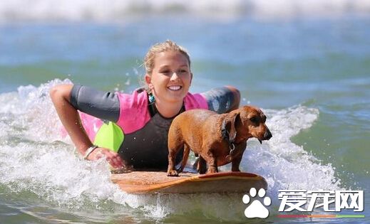 神秘狗狗展现熟练冲浪绝技 惊呆在场所有人