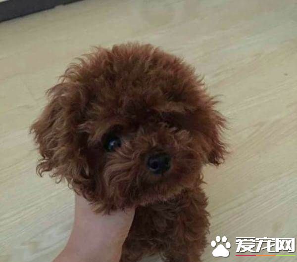 茶杯泰迪犬报价 一般价格在7000到8000左右