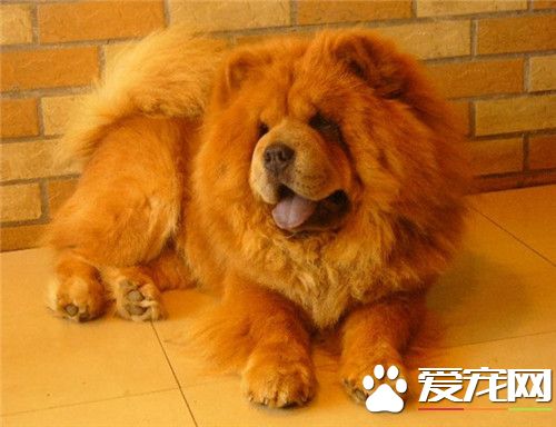 纯种苏俄猎狼犬的价位 价格在500到3500元