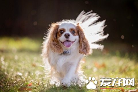 查理士王小猎犬训练 采用严厉训斥的方式训练