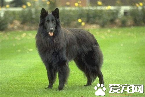 比利时牧羊犬幼犬喂养 不能吃太咸的东西