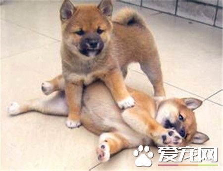 柴犬幼犬价格 家庭饲养的700元也可以买到