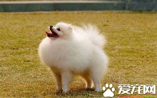 博美犬的挑选 看博美犬头部进行挑选方法