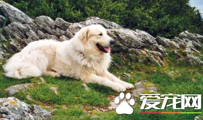大白熊犬忠诚吗 大白熊犬对主人忠诚吗
