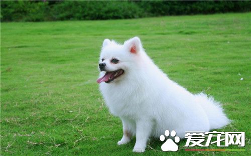 博美犬的挑选 看博美犬头部进行挑选方法