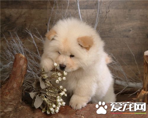 纯种苏俄猎狼犬的价位 价格在500到3500元